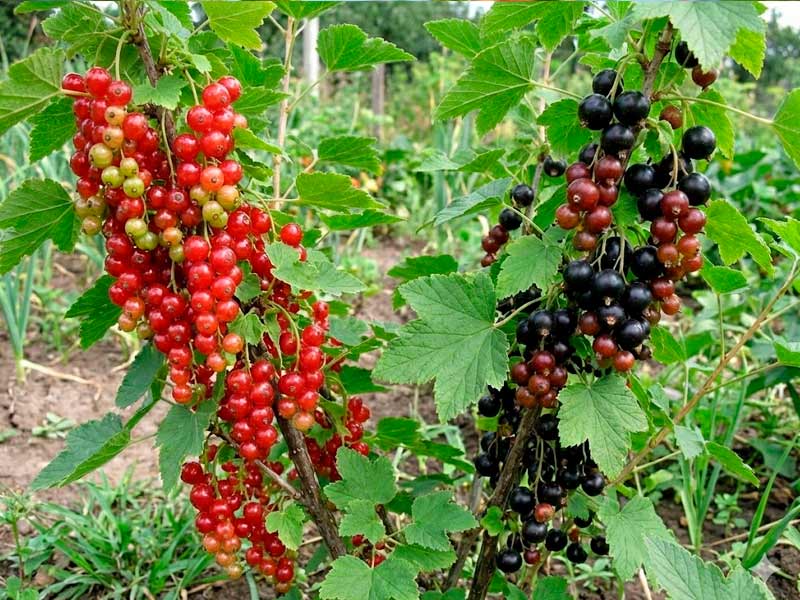 Dos arbustos con grosellas, unas rojas y otras negras